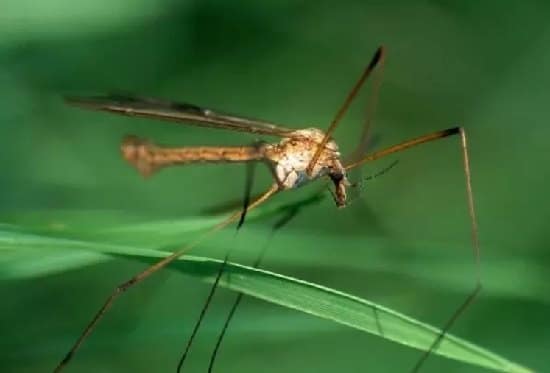 How to Get Rid of Crane Flies