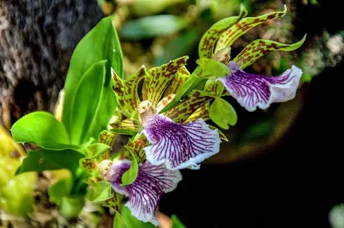 Varieties of Zygopetalum Orchids