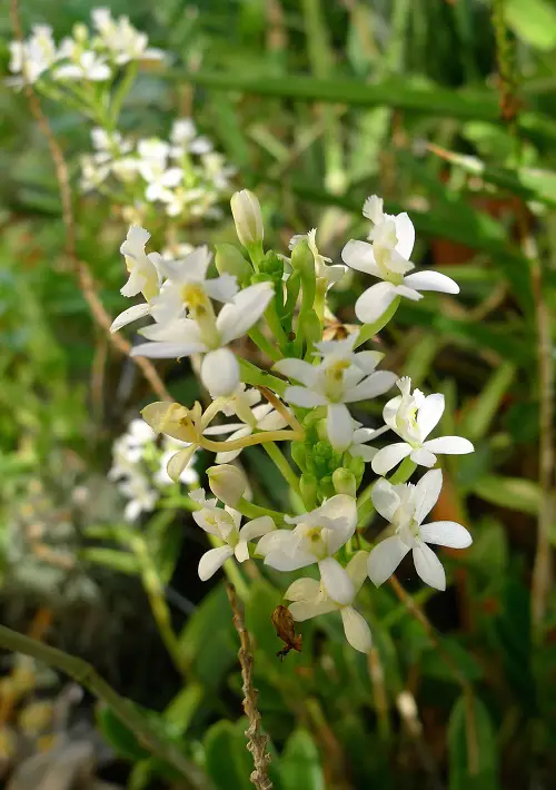 top Best Varieties of Epidendrum Orchids