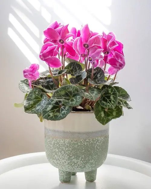 Different Kinds of Funeral Flowers
