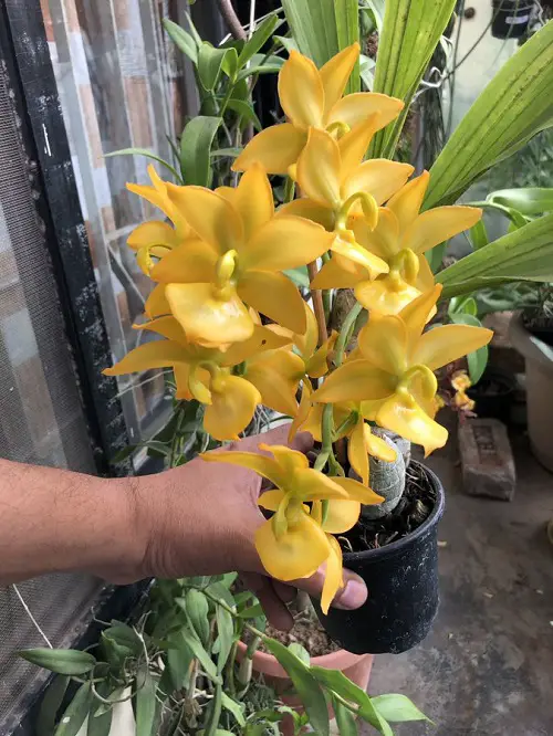 Cycnoches Orchid