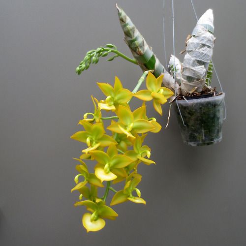 Best Varieties of Cycnoches Orchid