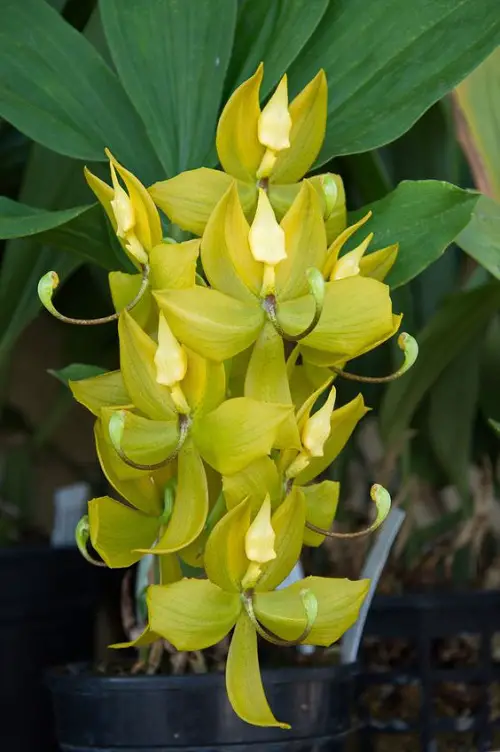 Amazing Varieties of Catasetum Orchid