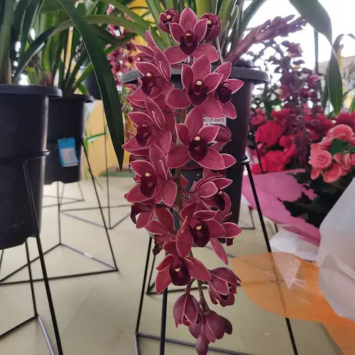 Cymbidium Orchid