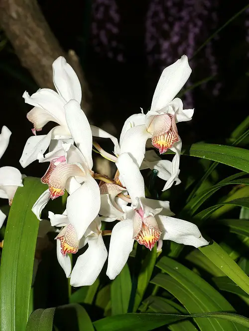 Best Varieties of Cymbidium Orchids