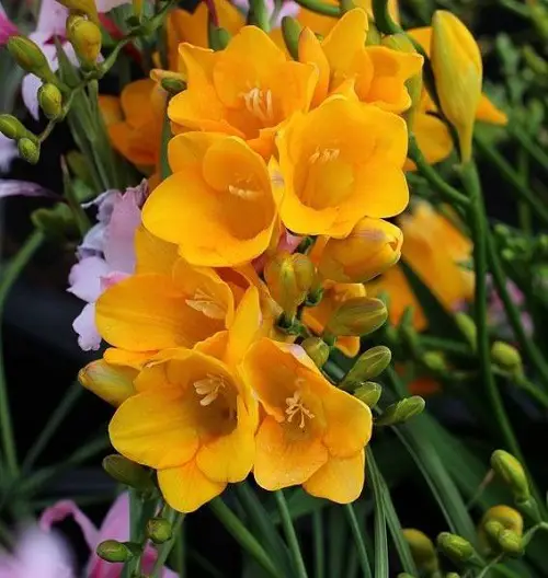 Different Kinds of Funeral Flowers