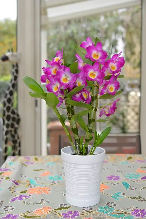Dendrobium Orchid
