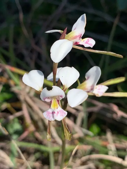 Best Varieties of Ludisia Orchids