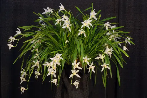 beautiful Varieties of Cymbidium Orchids