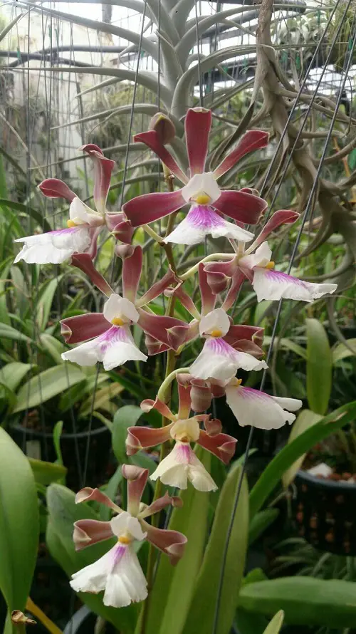 Best Varieties of Encyclia Orchids