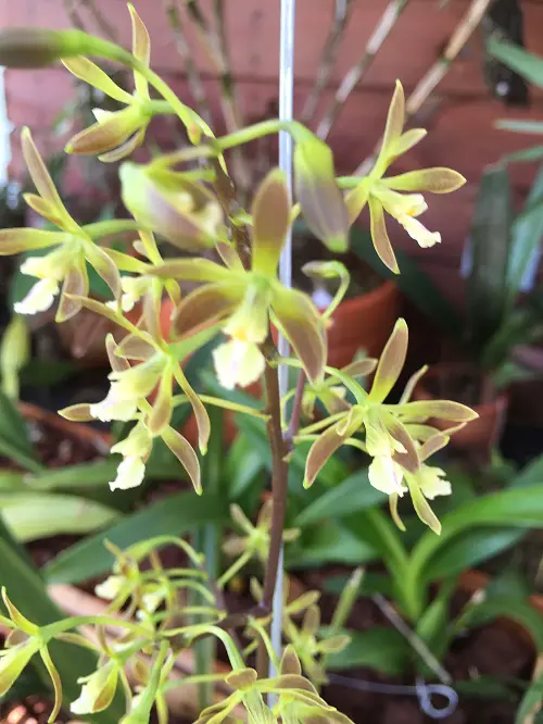 Encyclia Orchids