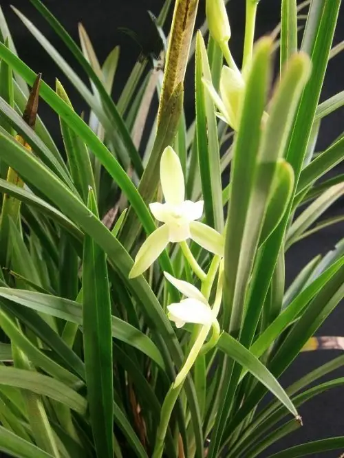 Amazing Best Varieties of Cymbidium Orchids