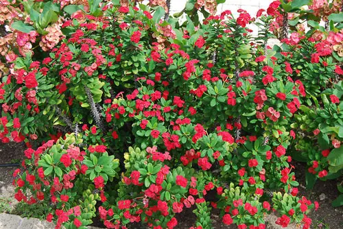 best Shrubs for Shade 44