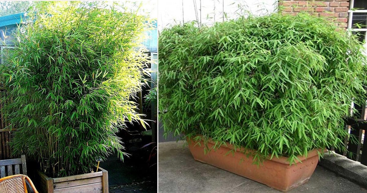 Growing Bamboo In Pots Best Bamboo To Grow In Containers