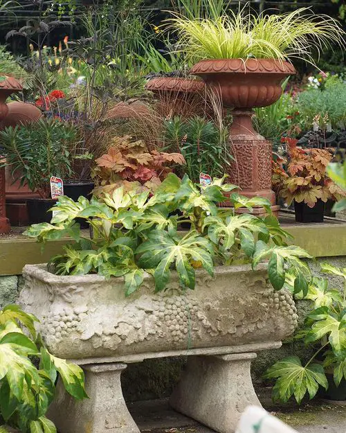 best Shrubs for Shade 28