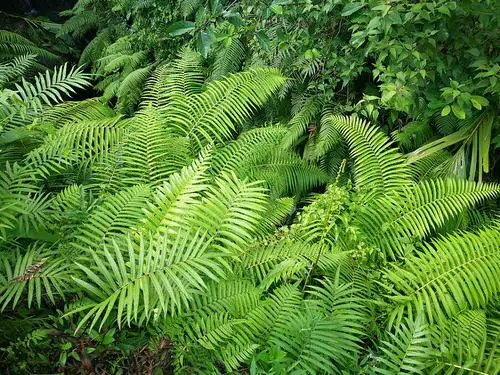 best Shrubs for Shade 46