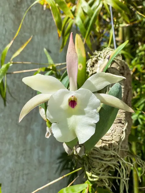 Amazing Different Types of Orchid Varieties You Can Grow!