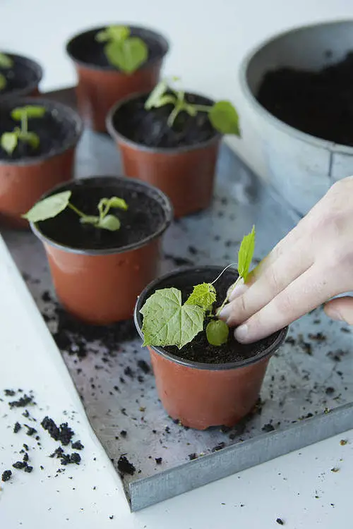 Growing Cucamelons in Pots
