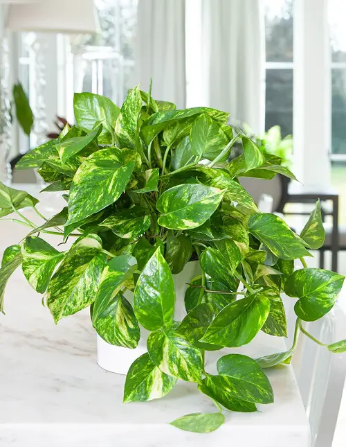 Pothos Plant Care