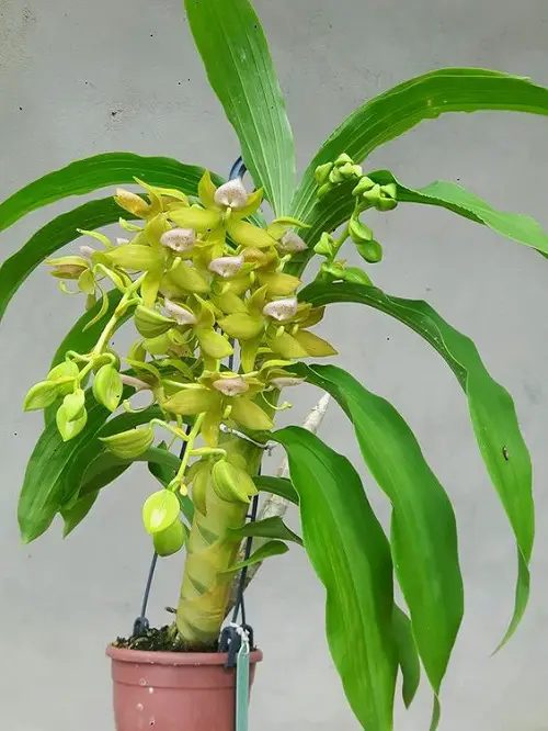 Best Varieties of Cycnoches Orchid in garden