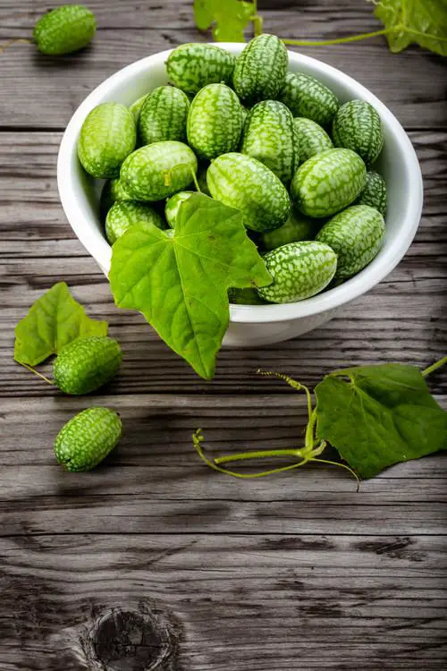 Harvesting Cucamelons