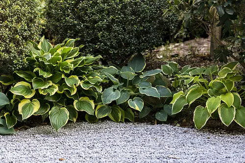 Best Plants for Soggy & Wet Soil 51