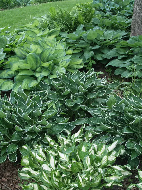 when to divide hostas
