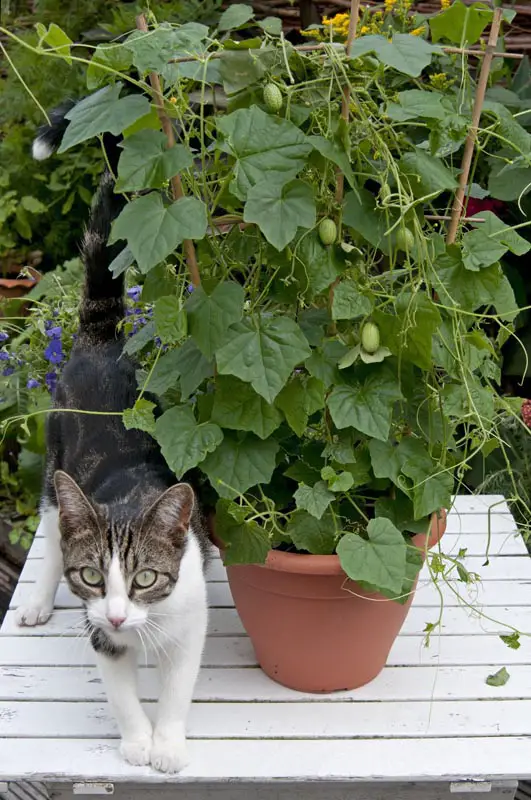 How to Grow Cucamelon