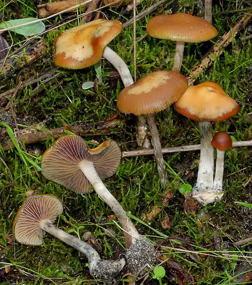 How to Identify Magic Mushrooms