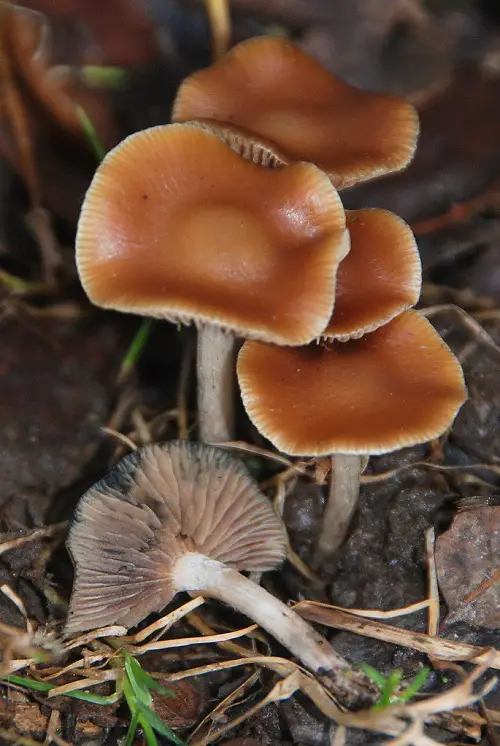 Requirements for How to Grow Magic Mushrooms
