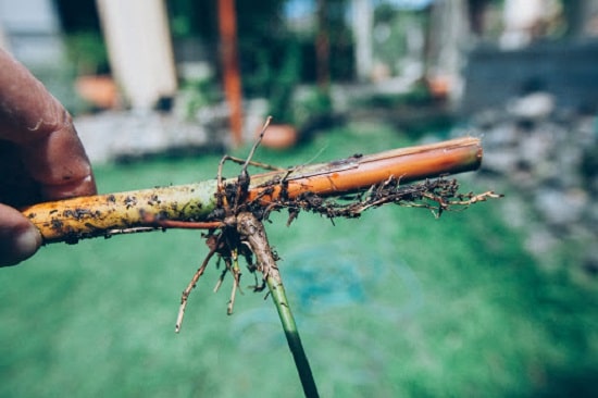How to Propagate Bamboo