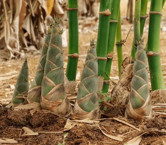 Can you Eat Bamboo in your dishes