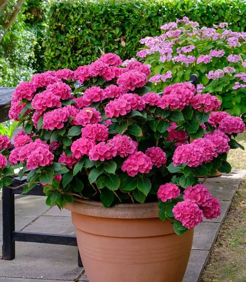 best flower of Funeral in garden