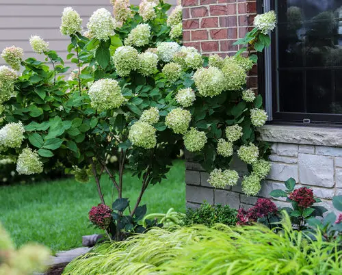 Best Shade Loving Shrubs for Low Light 31