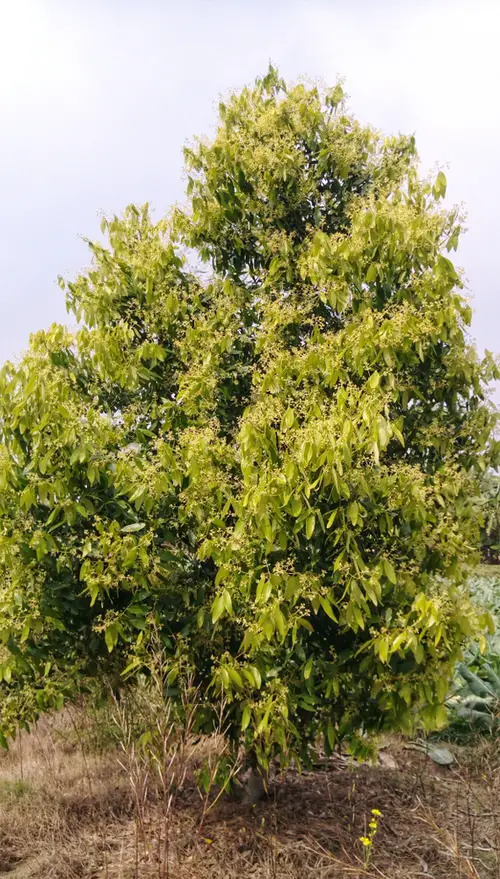 best Shrubs for Shade 42