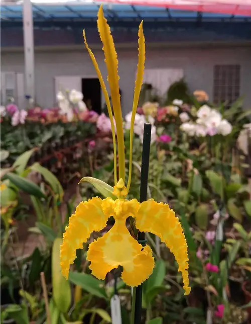 Best Varieties of Psychopsis Orchids in garden