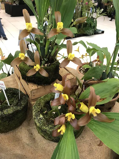 beautiful Best Varieties of Lycaste Orchids