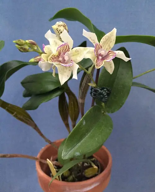 Varieties of Dendrobium Orchid