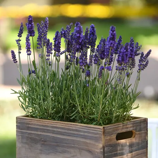 Plants with Cosmetic Uses that you never knew about 