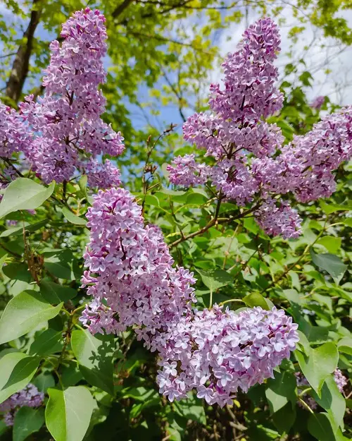 Best Sympathy Plants