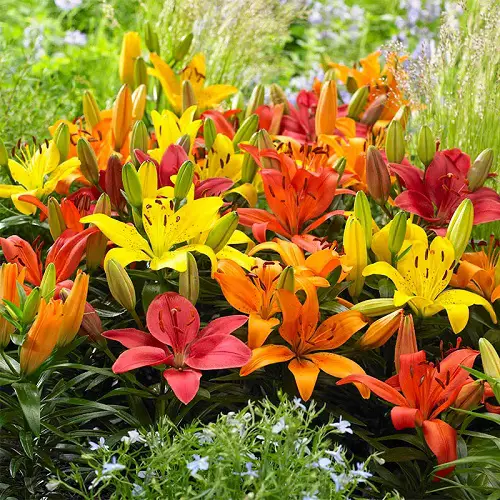 Types of Funeral Flowers 1