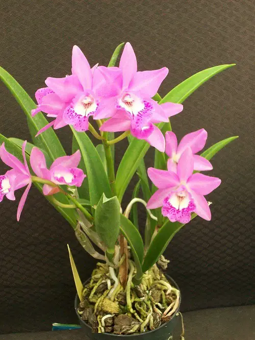 lovely Varieties of Cattleya Orchid