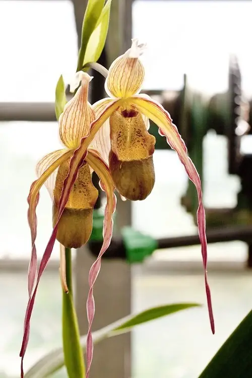  Phragmipedium Orchid Varieties