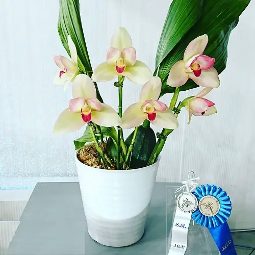 Lycaste Orchids type