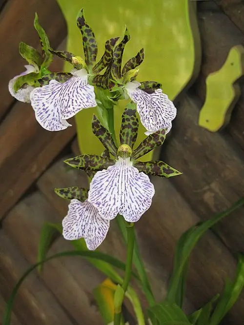Best Varieties of Zygopetalum Orchids