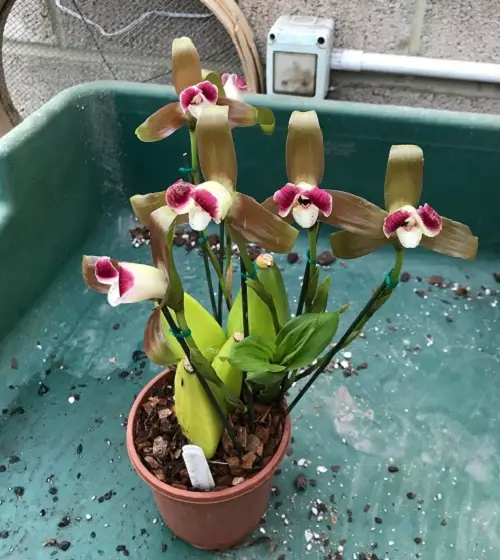 Best Varieties of Lycaste Orchids