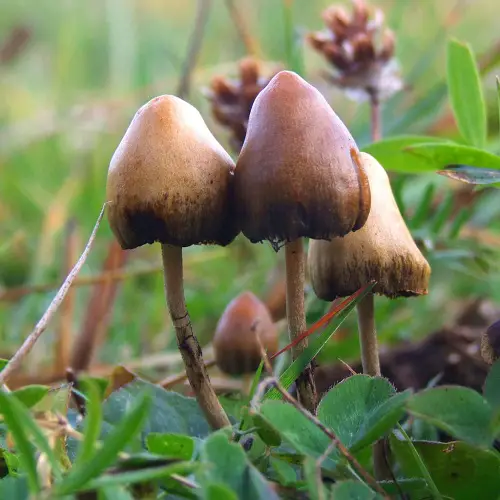 How to Grow Magic Mushrooms