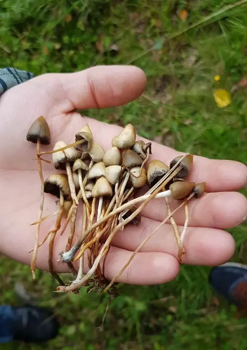 History of Magic Mushrooms