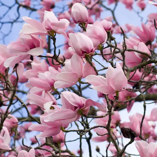 top best Types of Funeral Flowers 13