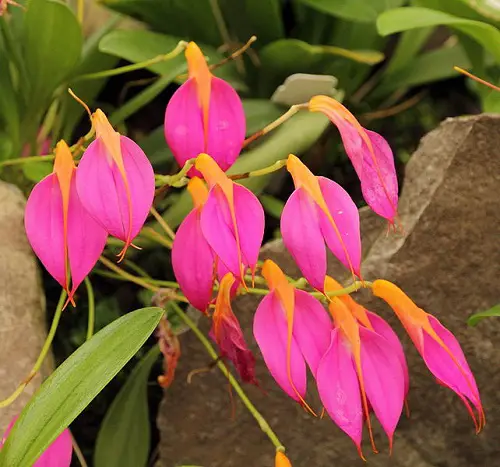 Masdevallia Orchids types